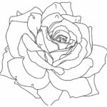 Raskrasil -Rosa (58)