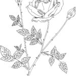 Raskrasil -Rosa (61)