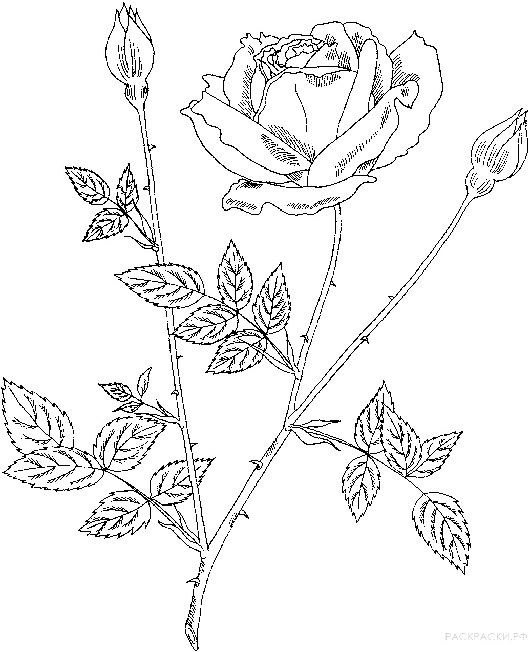 Rose Ausmalbilder  Drucken Sie die Blumenkönigin online