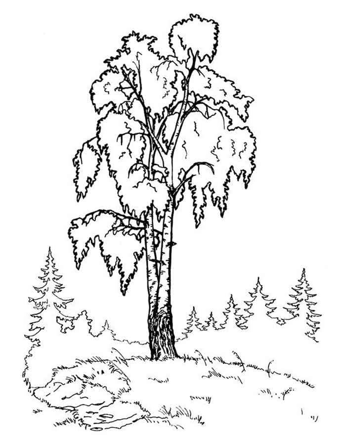 Raskrasil - derevo (37)