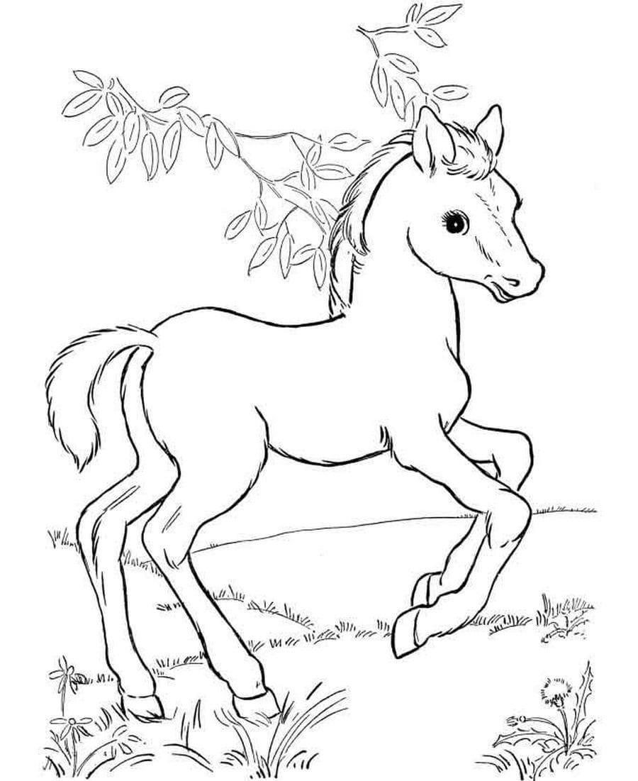 Desenhos para colorir Cavalo. Grande coleção, 100 peças. Imprimir online