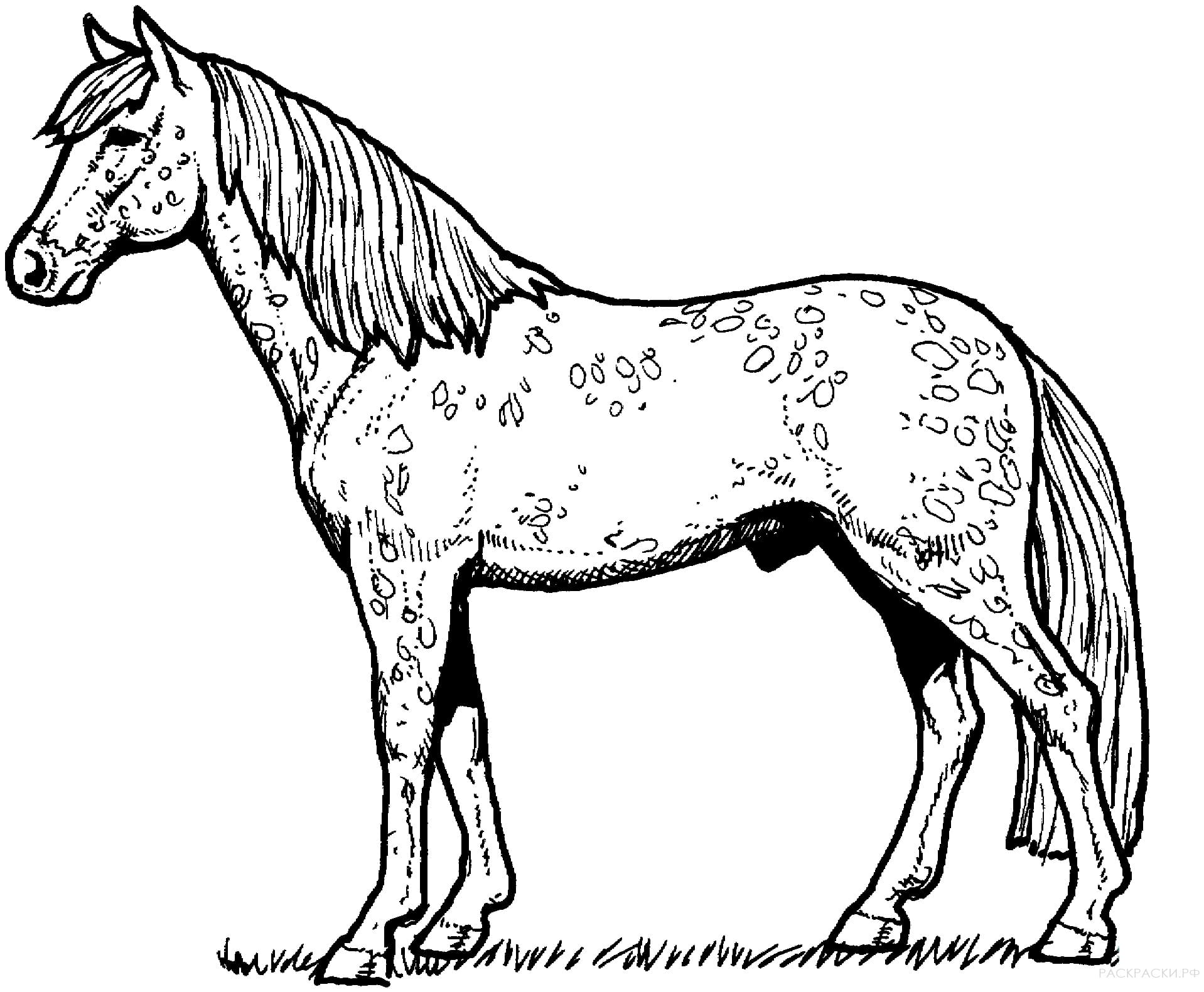 Раскраска лошадь реалистичная