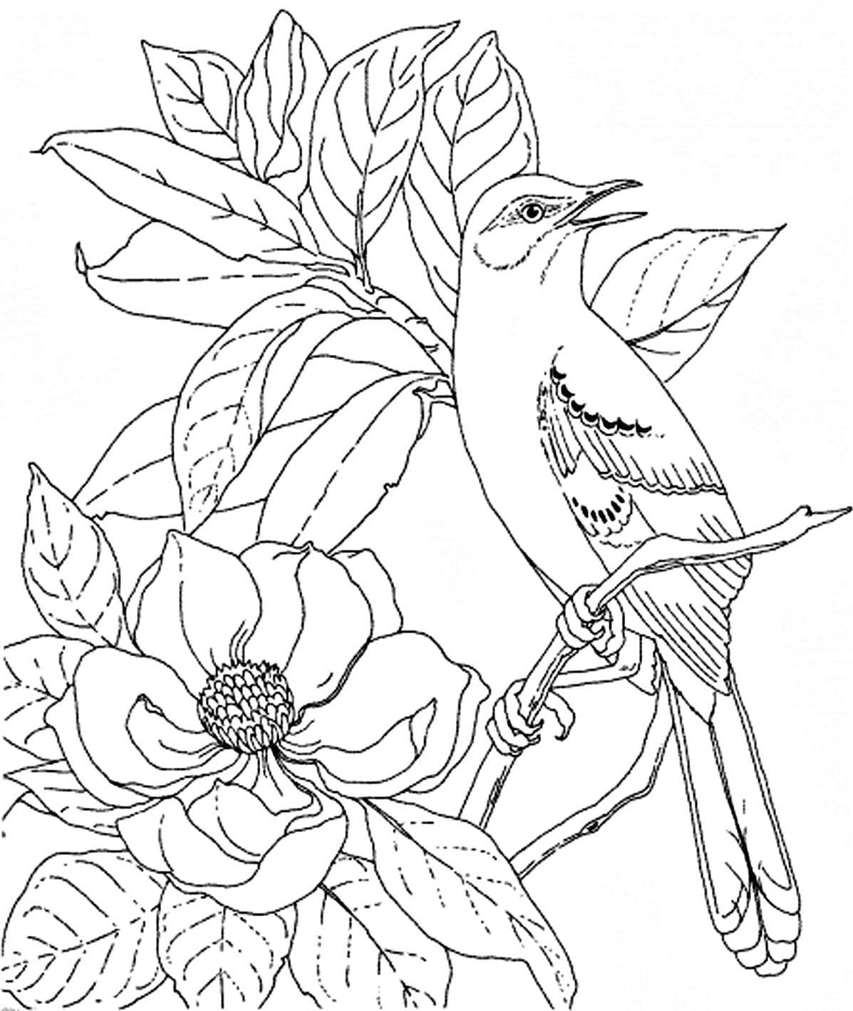 Bird Coloring Pages. 75 Best Images Free Printable