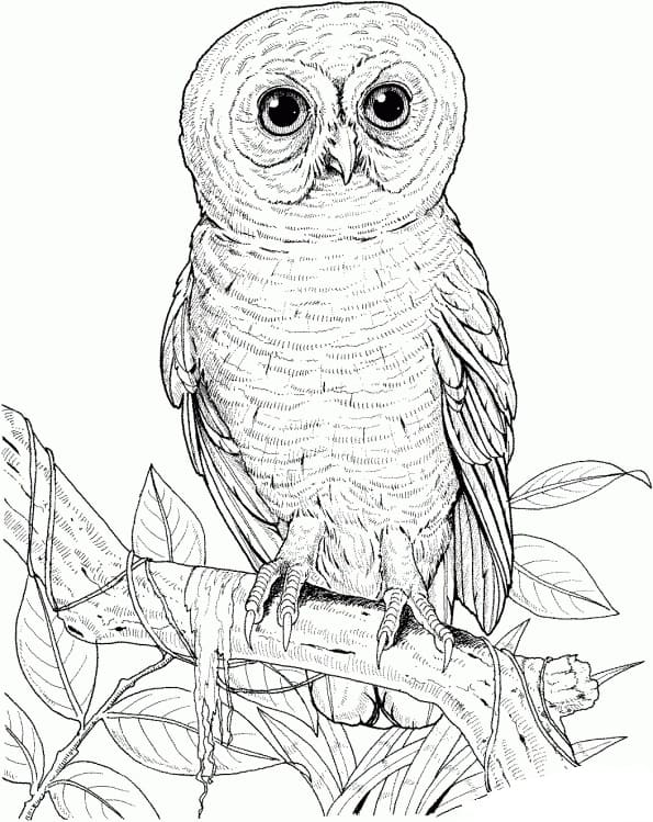 Dibujos para colorear Búho. 100 imágenes de aves rapaces gratis