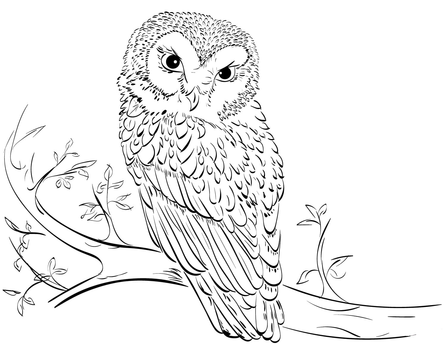 Owl Coloring Pages. 21 Birds of prey pictures for free