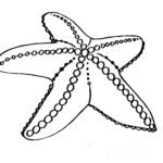 Raskrasil.com-Colorig-Pages-Marine Life-103