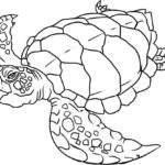 Raskrasil.com-Colorig-Pages-Marine Life-48