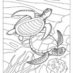 Raskrasil.com-Colorig-Pages-Marine Life-59