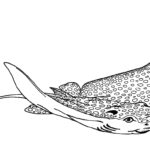 Raskrasil.com-Colorig-Pages-Marine Life-82