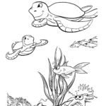 Raskrasil.com-Colorig-Pages-Marine Life-85