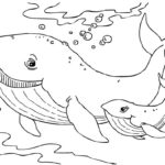 Raskrasil.com-Colorig-Pages-Marine Life-9