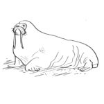 Raskrasil.com-Coloring-Pages-Arctic-Animals-102