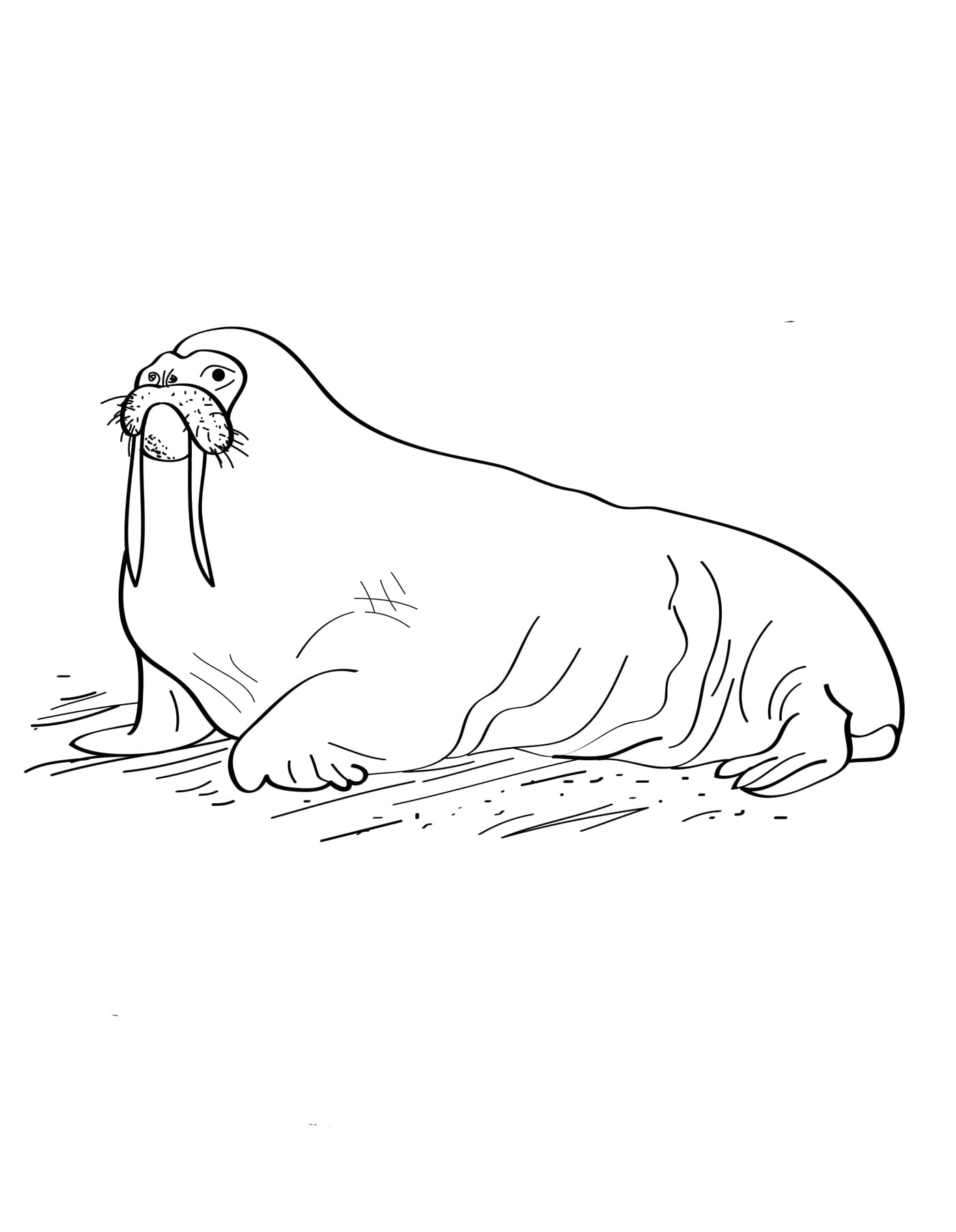 Raskrasil.com-Coloring-Pages-Arctic-Animals-102