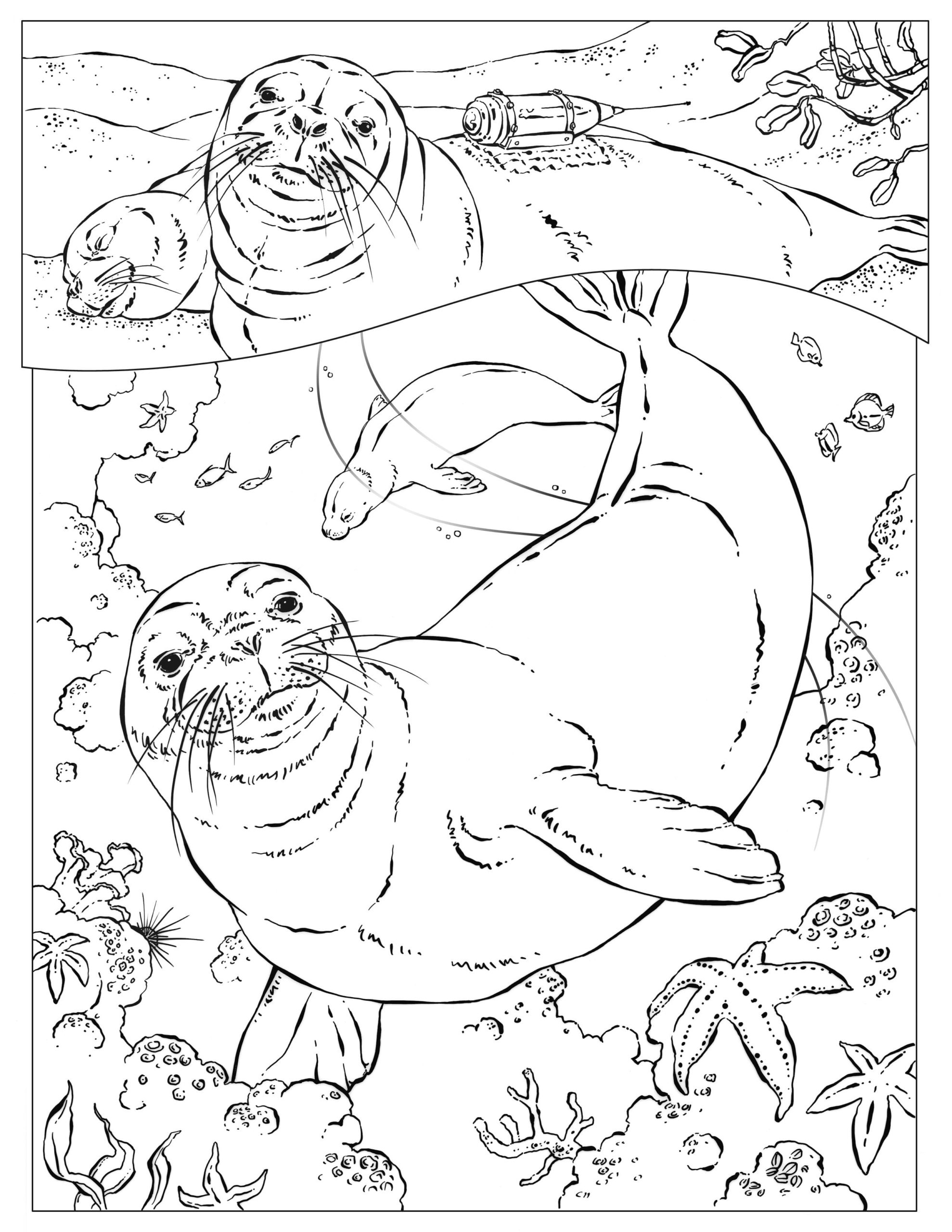 Raskrasil.com-Coloring-Pages-Arctic-Animals-104