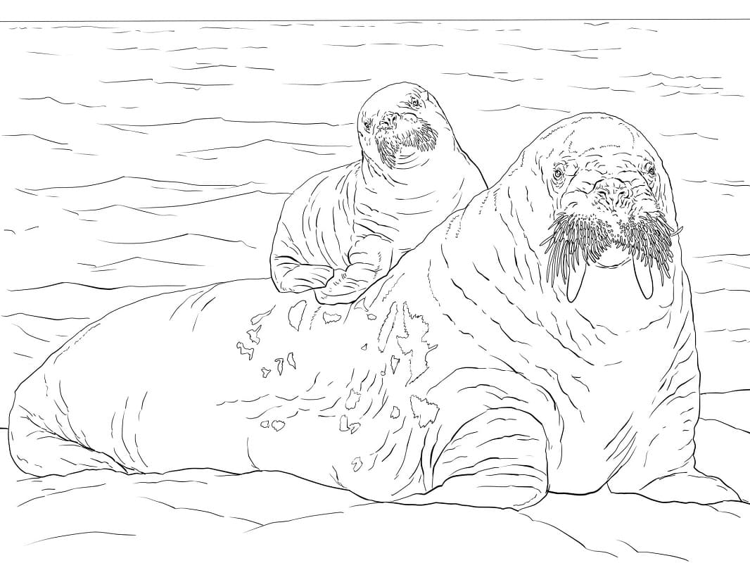 Raskrasil.com-Coloring-Pages-Arctic-Animals-108