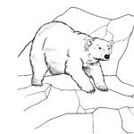 Raskrasil.com-Coloring-Pages-Arctic-Animals-109