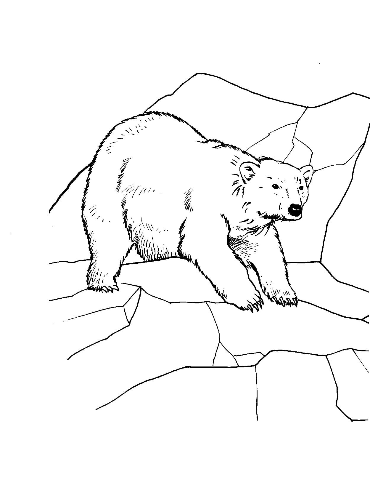 Raskrasil.com-Coloring-Pages-Arctic-Animals-109