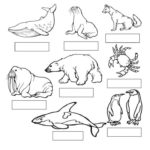 Raskrasil.com-Coloring-Pages-Arctic-Animals-110
