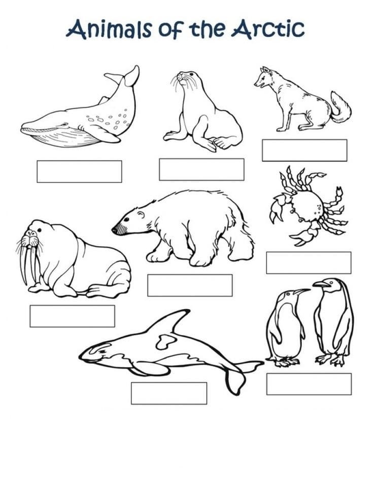Raskrasil.com-Coloring-Pages-Arctic-Animals-110