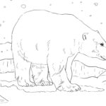 Raskrasil.com-Coloring-Pages-Arctic-Animals-114