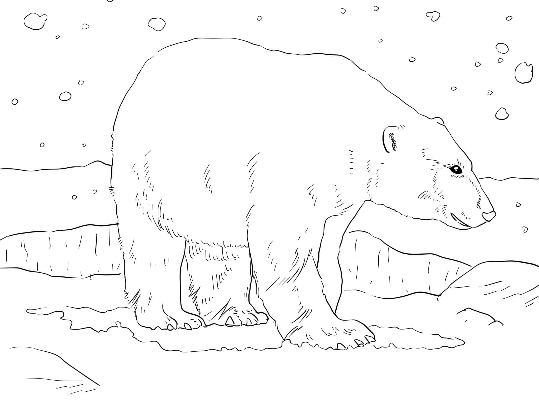 Raskrasil.com-Coloring-Pages-Arctic-Animals-114