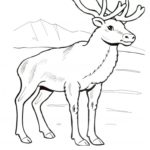 Raskrasil.com-Coloring-Pages-Arctic-Animals-116
