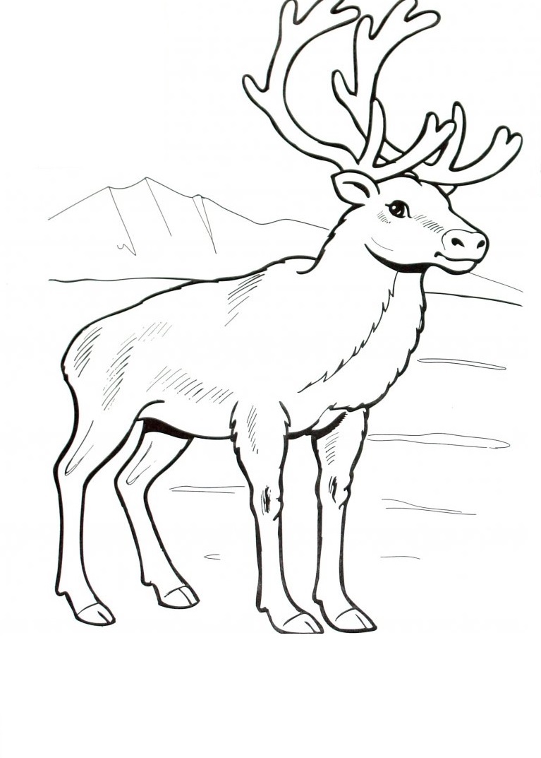 Raskrasil.com-Coloring-Pages-Arctic-Animals-116
