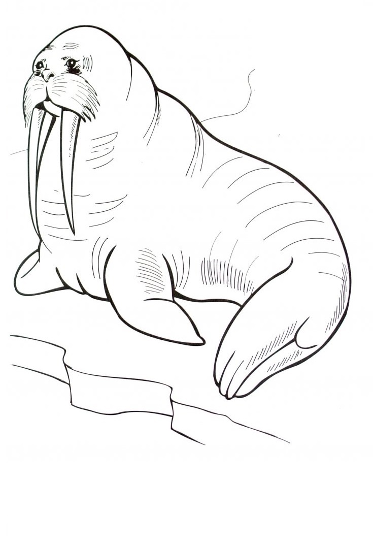 Raskrasil.com-Coloring-Pages-Arctic-Animals-117