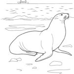 Raskrasil.com-Coloring-Pages-Arctic-Animals-122