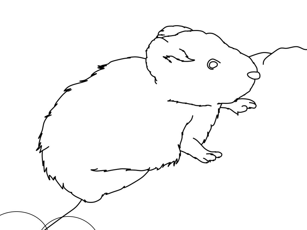Raskrasil.com-Coloring-Pages-Arctic-Animals-124