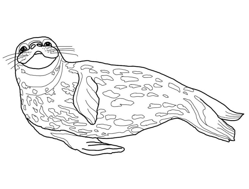 Raskrasil.com-Coloring-Pages-Arctic-Animals-126