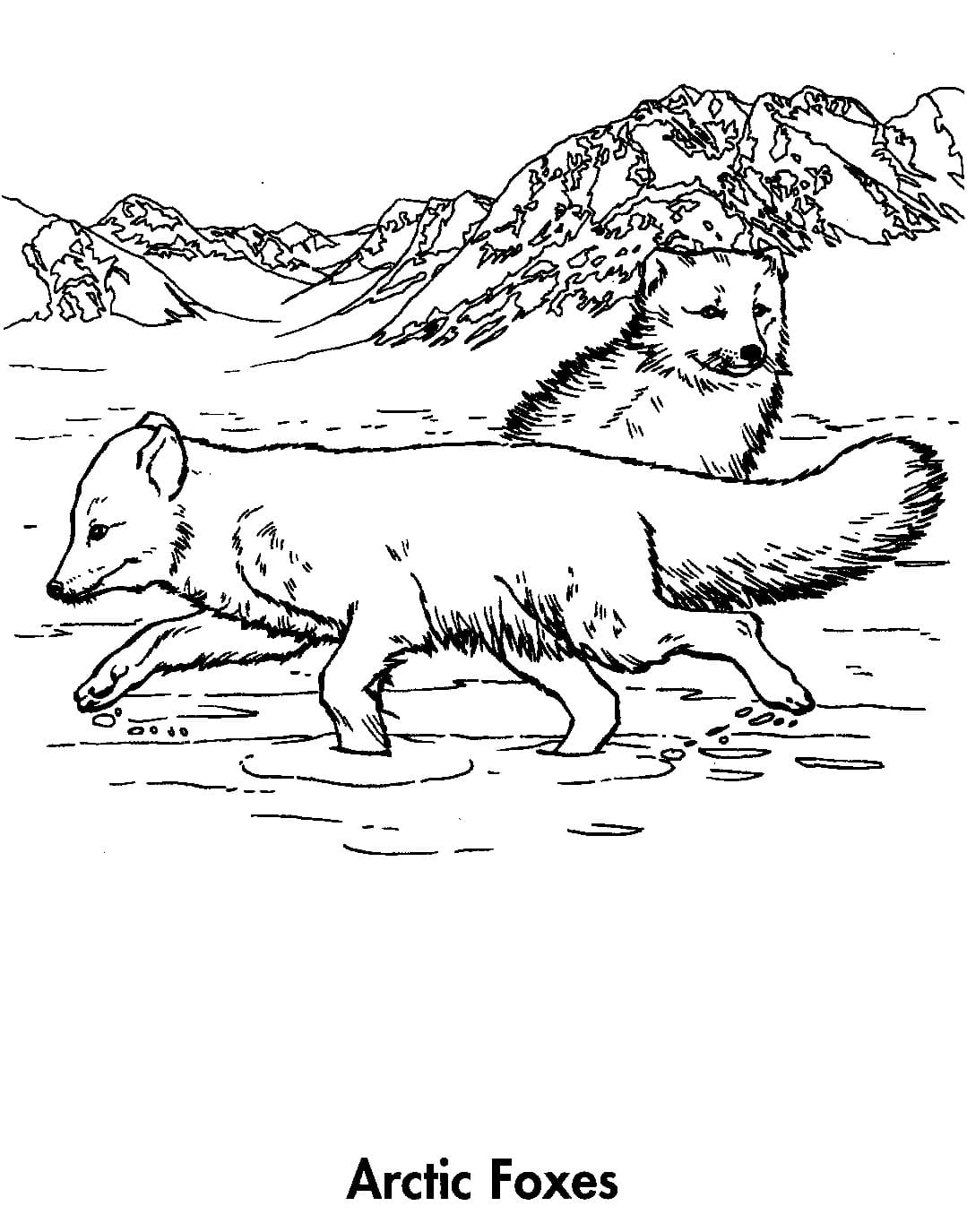 Raskrasil.com-Coloring-Pages-Arctic-Animals-17