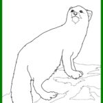 Raskrasil.com-Coloring-Pages-Arctic-Animals-19