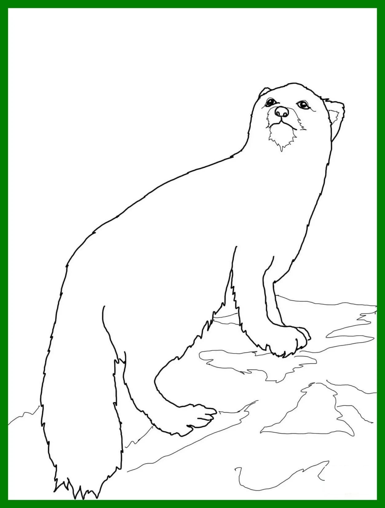 Raskrasil.com-Coloring-Pages-Arctic-Animals-19