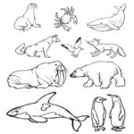 Raskrasil.com-Coloring-Pages-Arctic-Animals-2