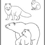 Raskrasil.com-Coloring-Pages-Arctic-Animals-24