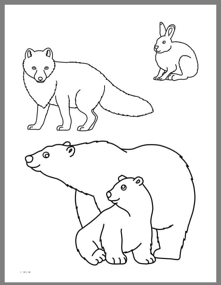 Raskrasil.com-Coloring-Pages-Arctic-Animals-24