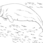 Raskrasil.com-Coloring-Pages-Arctic-Animals-26