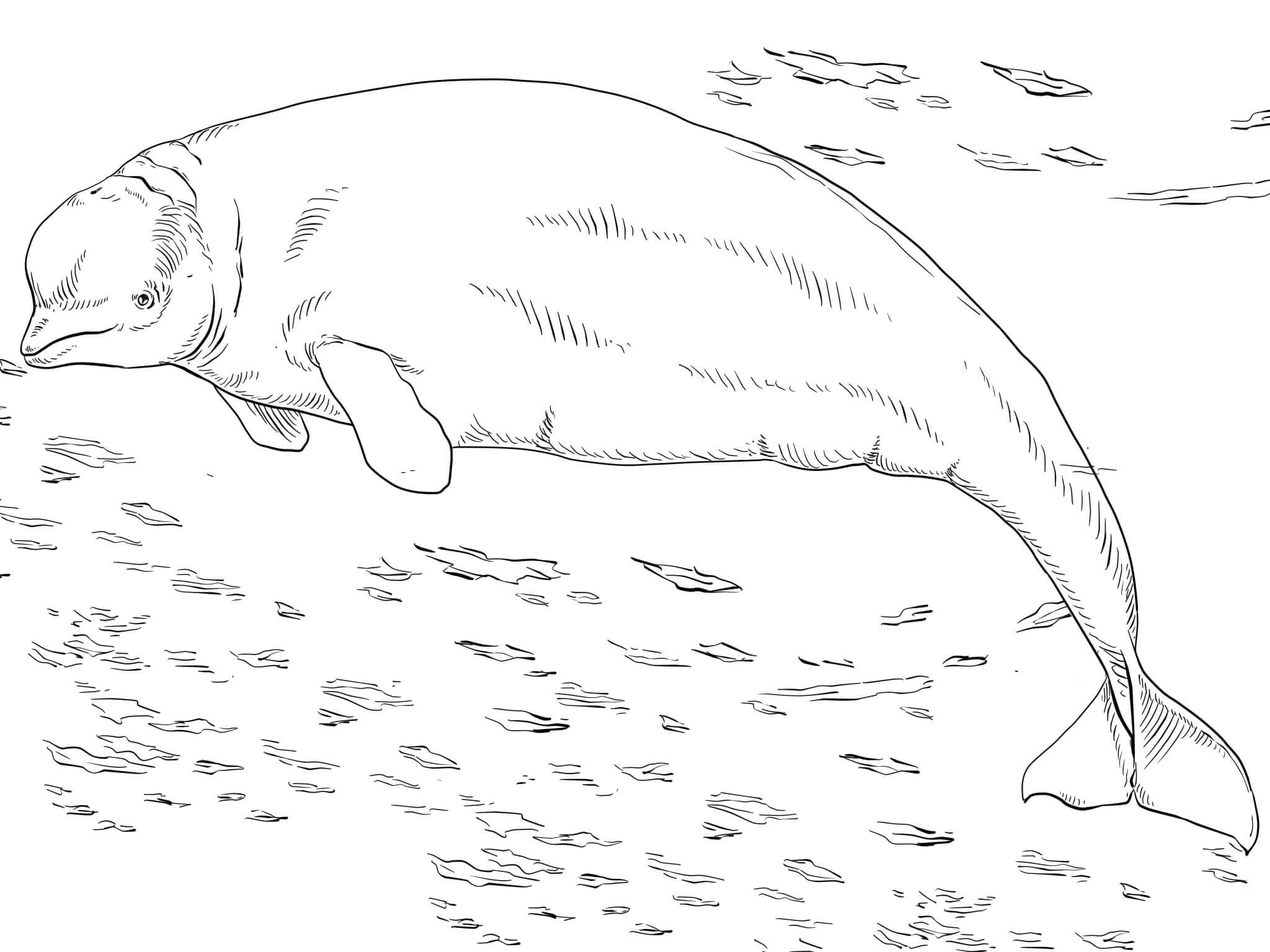 Raskrasil.com-Coloring-Pages-Arctic-Animals-26