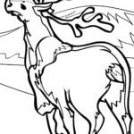 Raskrasil.com-Coloring-Pages-Arctic-Animals-28