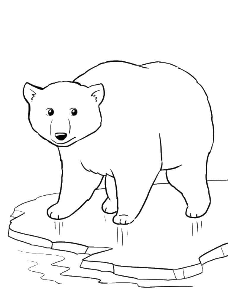 Raskrasil.com-Coloring-Pages-Arctic-Animals-30