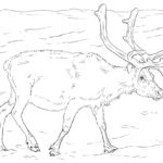 Raskrasil.com-Coloring-Pages-Arctic-Animals-32