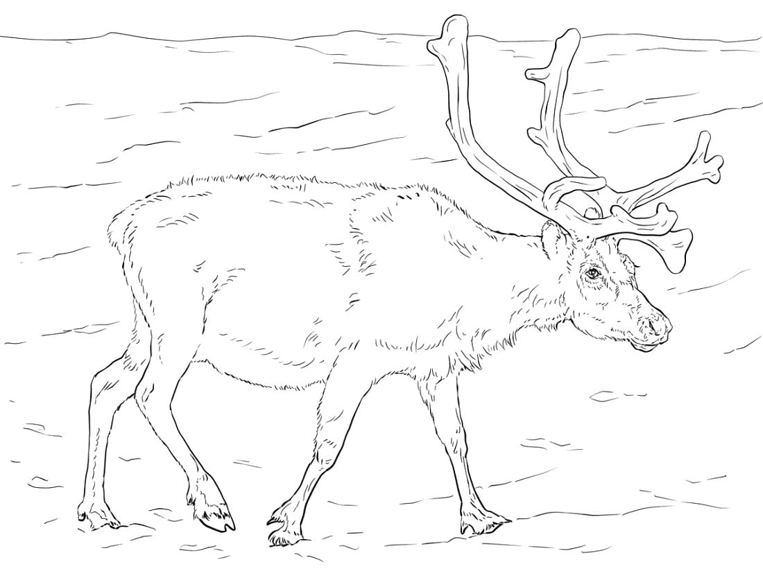 Raskrasil.com-Coloring-Pages-Arctic-Animals-32