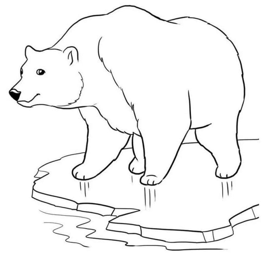 Coloriage Animaux de l'Arctique - 100 pages à colorier à imprimer gratuits