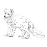 Raskrasil.com-Coloring-Pages-Arctic-Animals-35