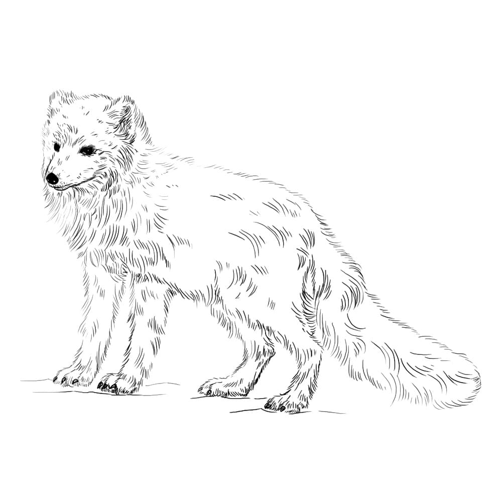 Raskrasil.com-Coloring-Pages-Arctic-Animals-35