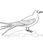 Raskrasil.com-Coloring-Pages-Arctic-Animals-37