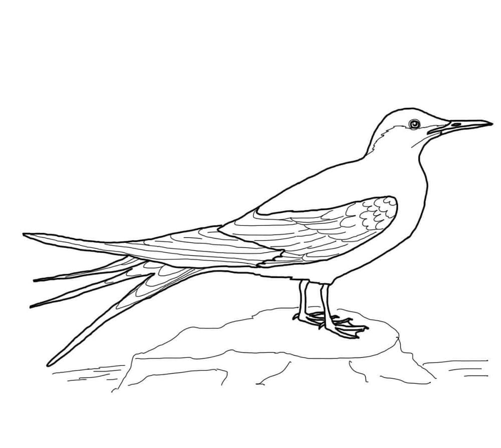 Raskrasil.com-Coloring-Pages-Arctic-Animals-37