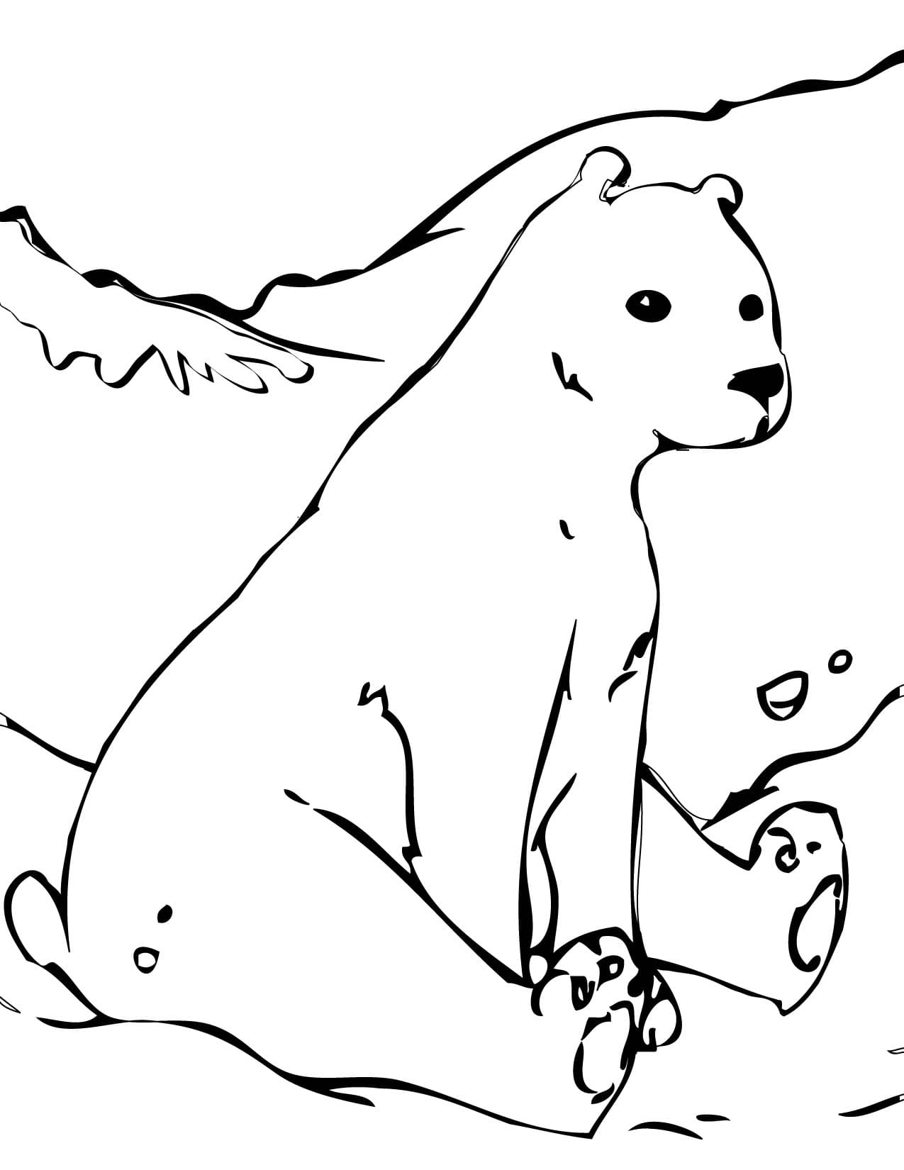 Raskrasil.com-Coloring-Pages-Arctic-Animals-38