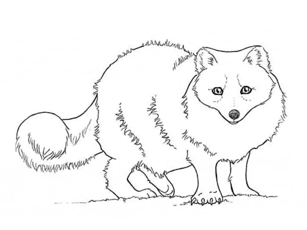 Raskrasil.com-Coloring-Pages-Arctic-Animals-39